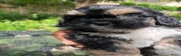 Shihpoo dogs for sale: SHIH POO PUPPIES  RARE SHADES & A DOBIE in Fordingbridge - Advert 15