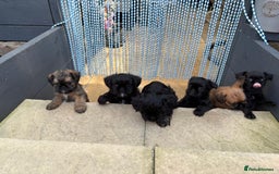 Griffon Bruxellois dogs for sale: New Kids on the Block - Image 14