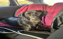 Mixed Breed dogs for sale: Peggy looking for her forever home  - Advert 3