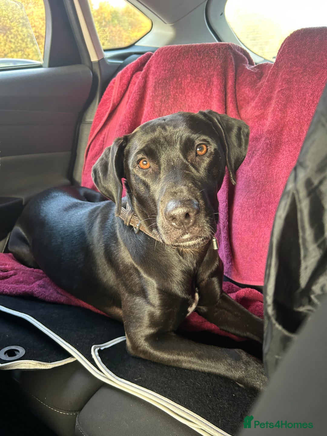 Mixed Breed dogs for sale: Peggy looking for her forever home  - Advert 3