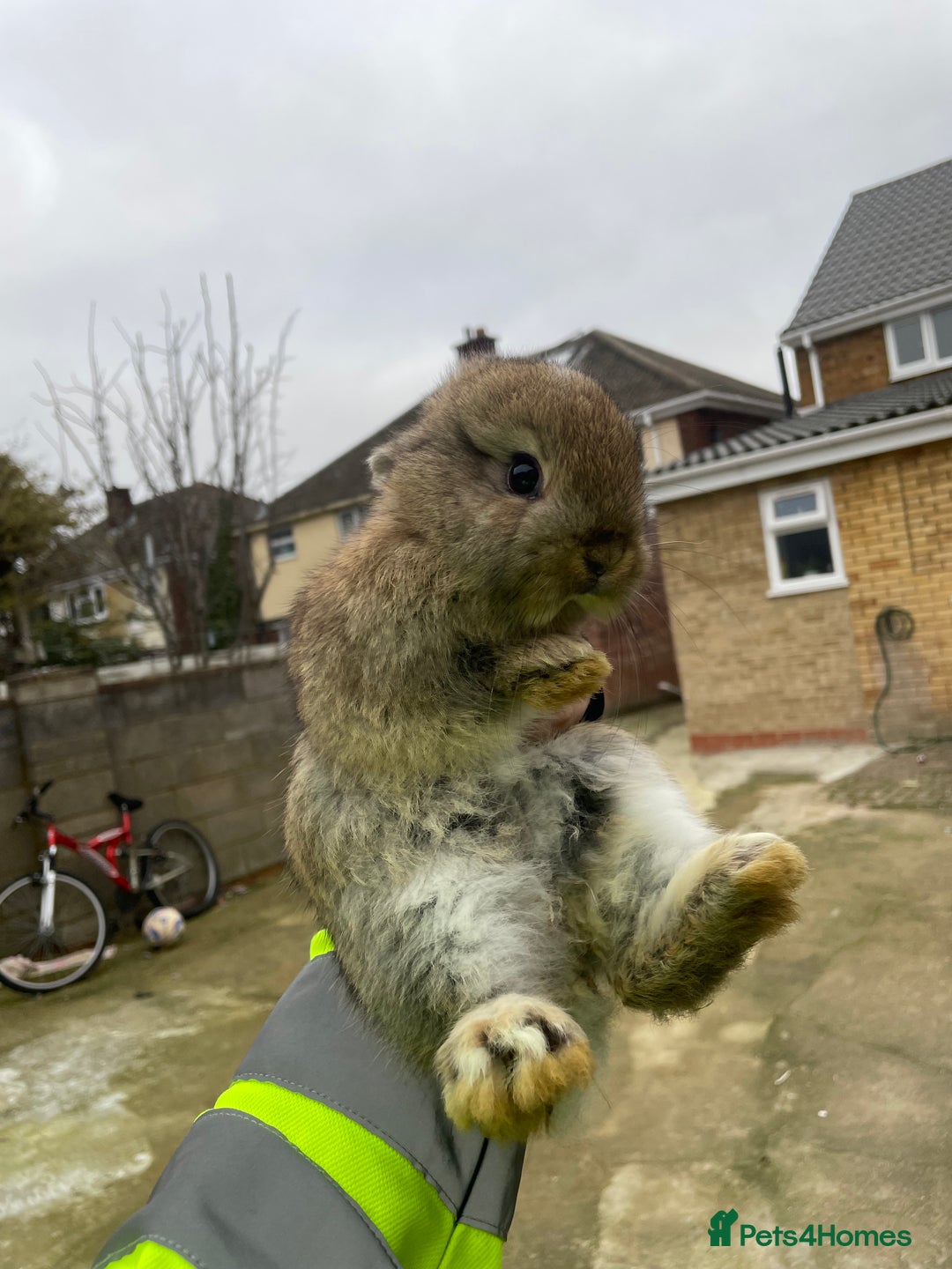 Mixed Breed rabbits for sale: Mini lip/ Netherland dwarf babies - Advert 5