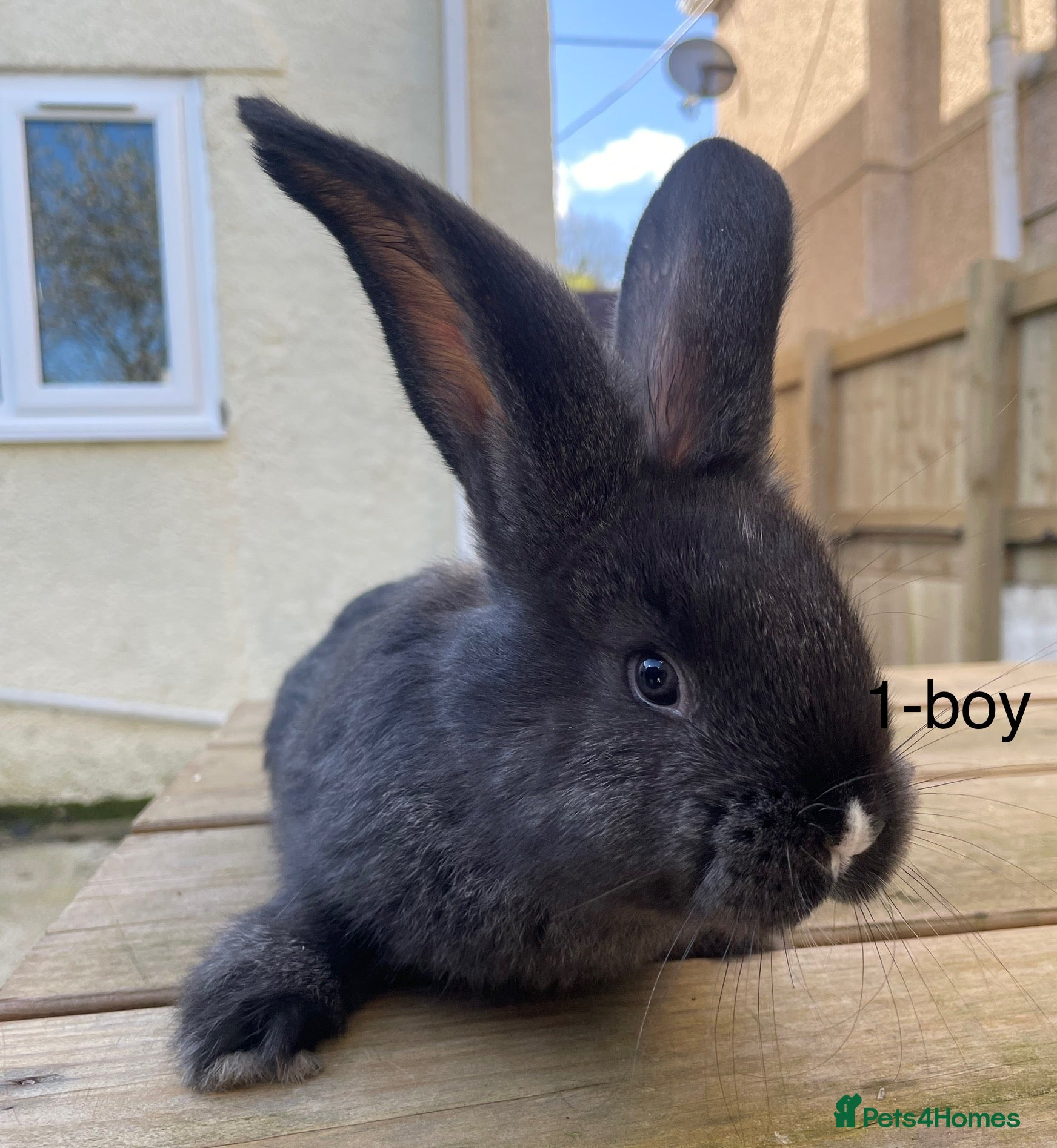 Continental Giant rabbits 💙6 week old pure bred continental giant 💙 - Advert 11