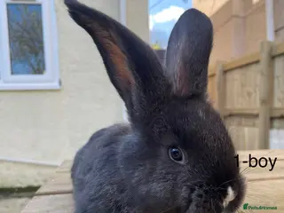 Continental Giant rabbits 💙6 week old pure bred continental giant 💙 - Advert 11