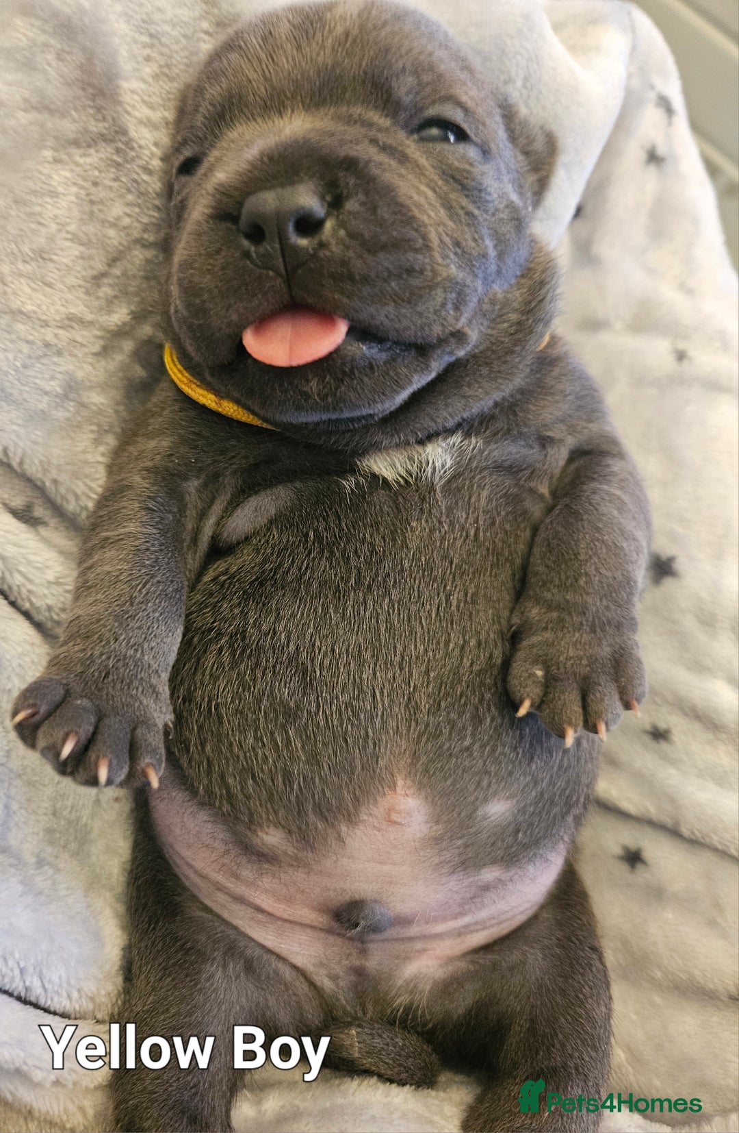 Staffordshire Bull Terrier dogs for sale: Stunning litter of Blue & Black Puppies - Advert 17