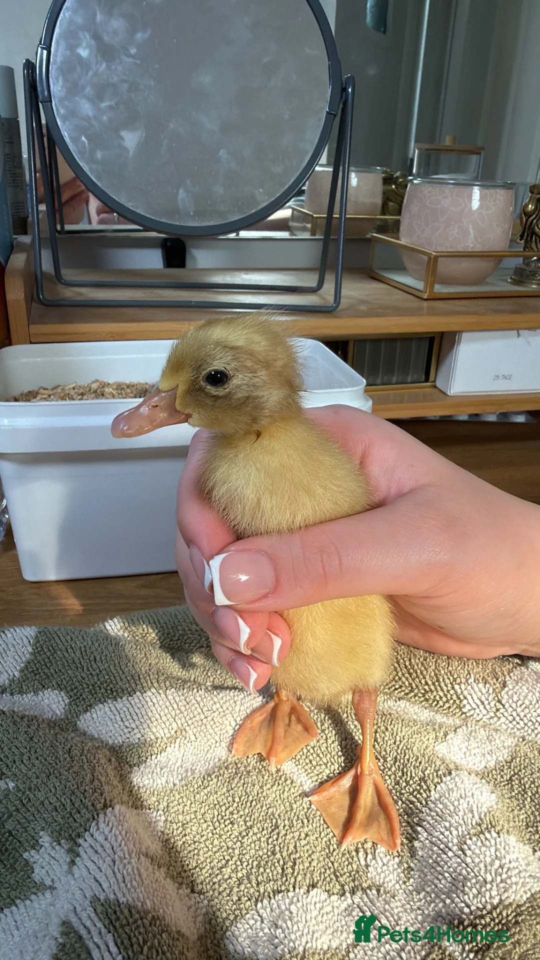 Ducks poultry for sale: Indian runner ducklings - Advert 2