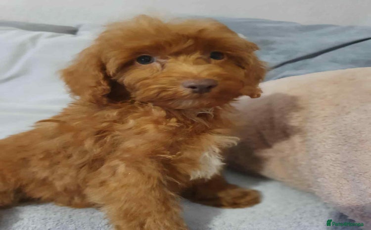 Cavapoo dogs - Advert 1