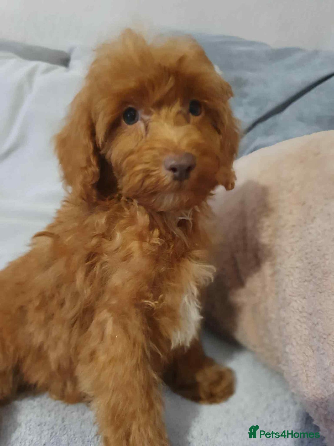 Cavapoo dogs for sale: Red cavapoo Boy and Girl  - Image 1