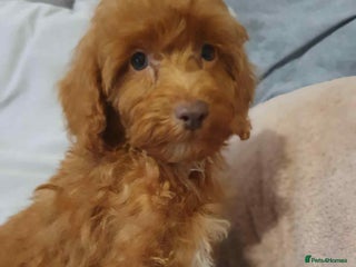 Cavapoo dogs - Advert 31