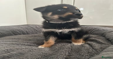 Mixed Breed dogs - Advert 2