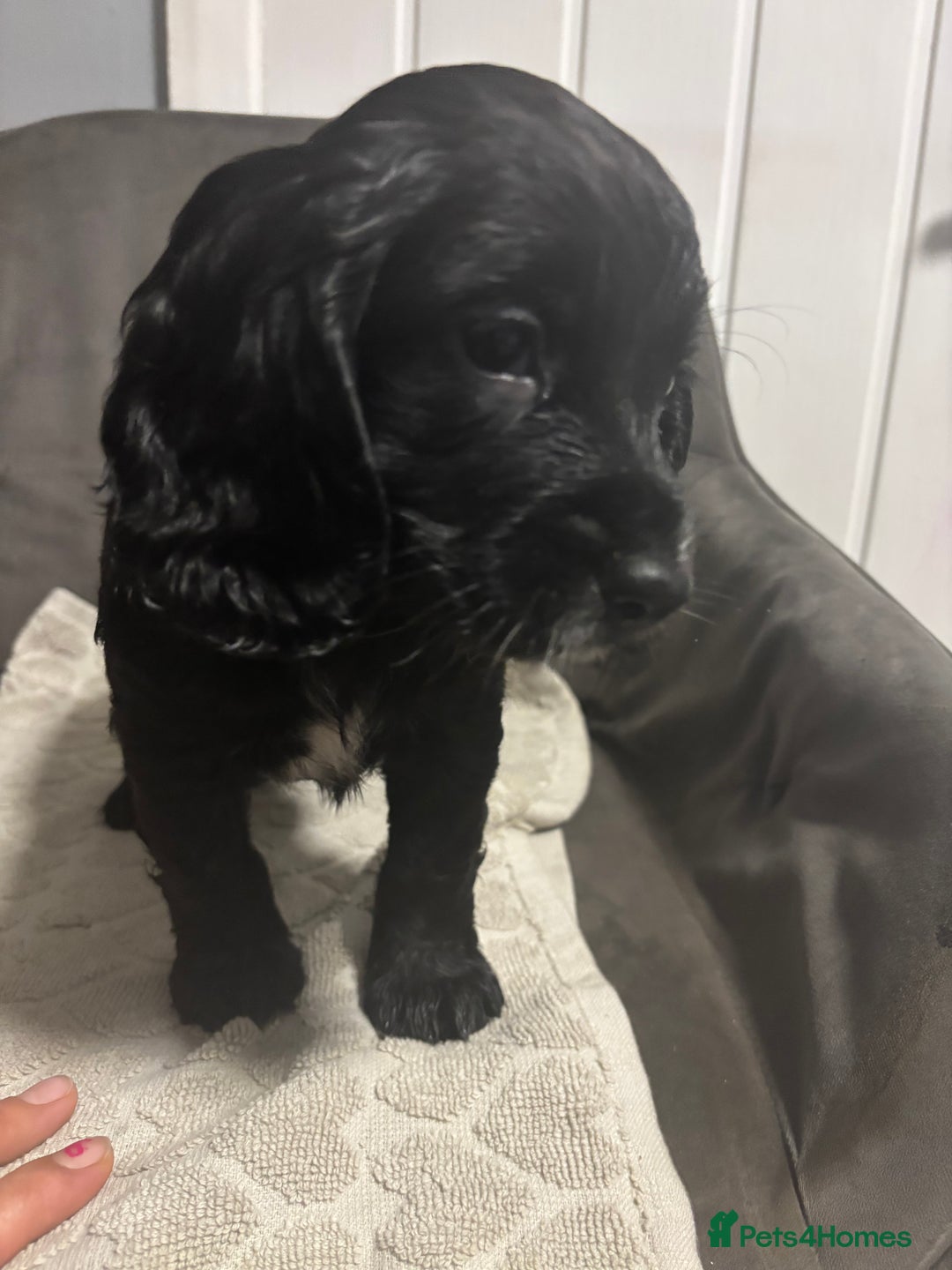 Cocker Spaniel dogs for sale: 3 beautiful working cocker spaniels - Image 6