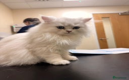 British Longhair cats for sale: Kitten for sale - Image 4