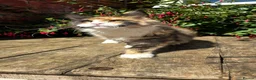 Maine Coon cats for sale: Beautiful TICA-Reg MaineCoon needs a Loving Home in London - Advert 5