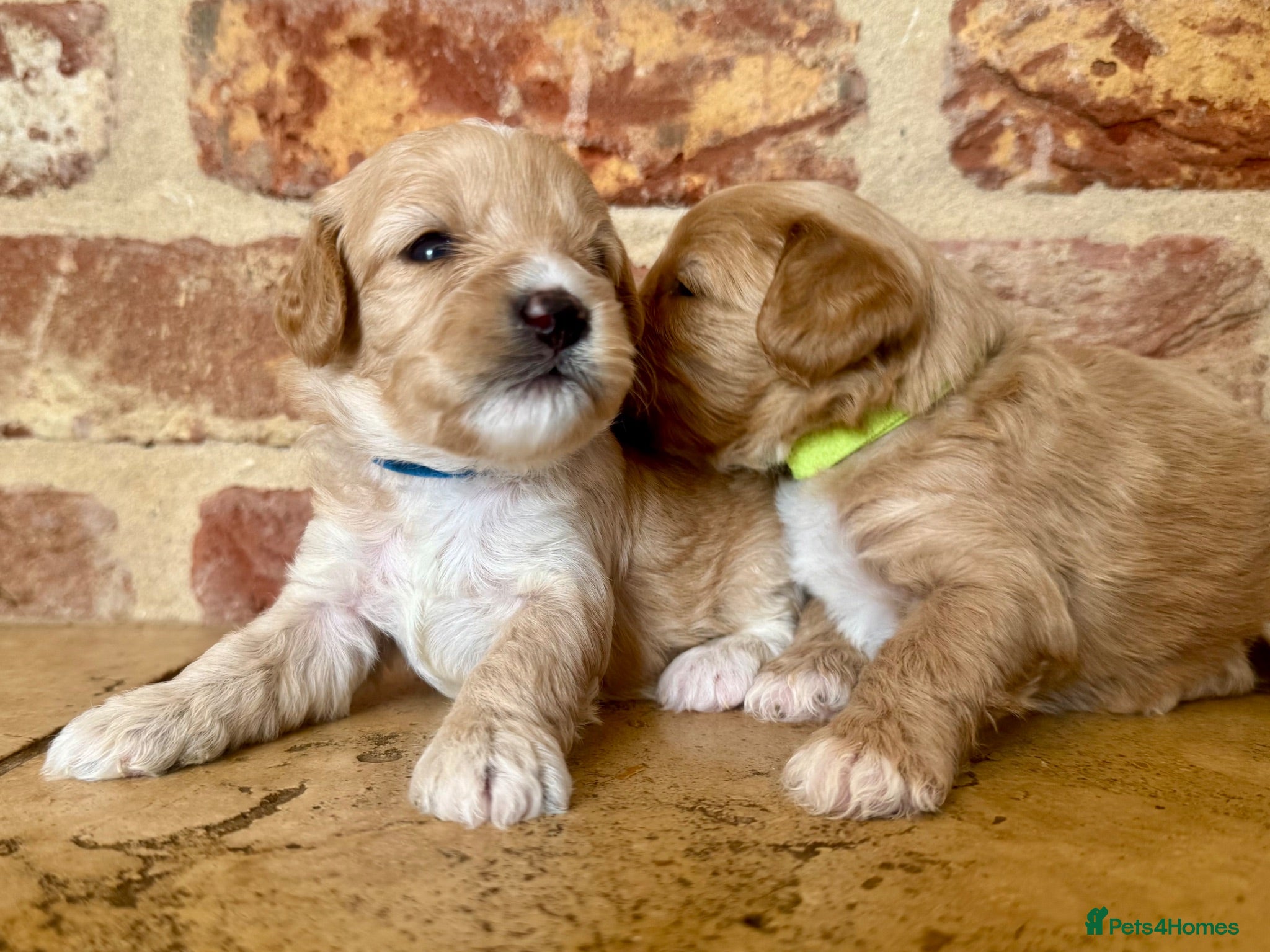 Cavapoo dogs F1 cavapoo males 💙💚 - Advert 1