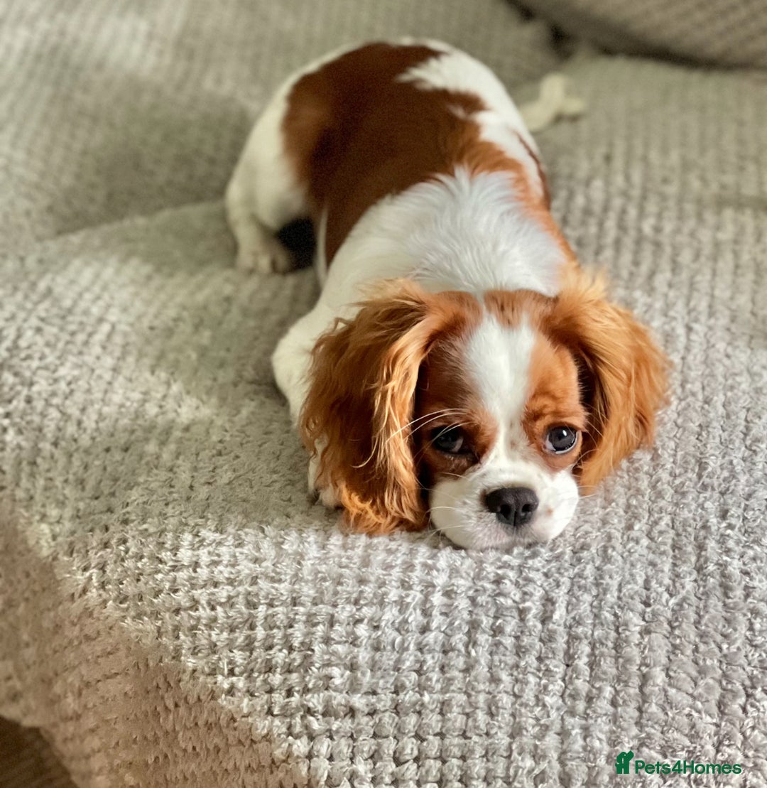 Cavapoo dogs for sale: Gorgeous Cavapoo Puppies  - Advert 2