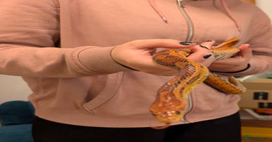 Corn Snake reptiles - Advert 14