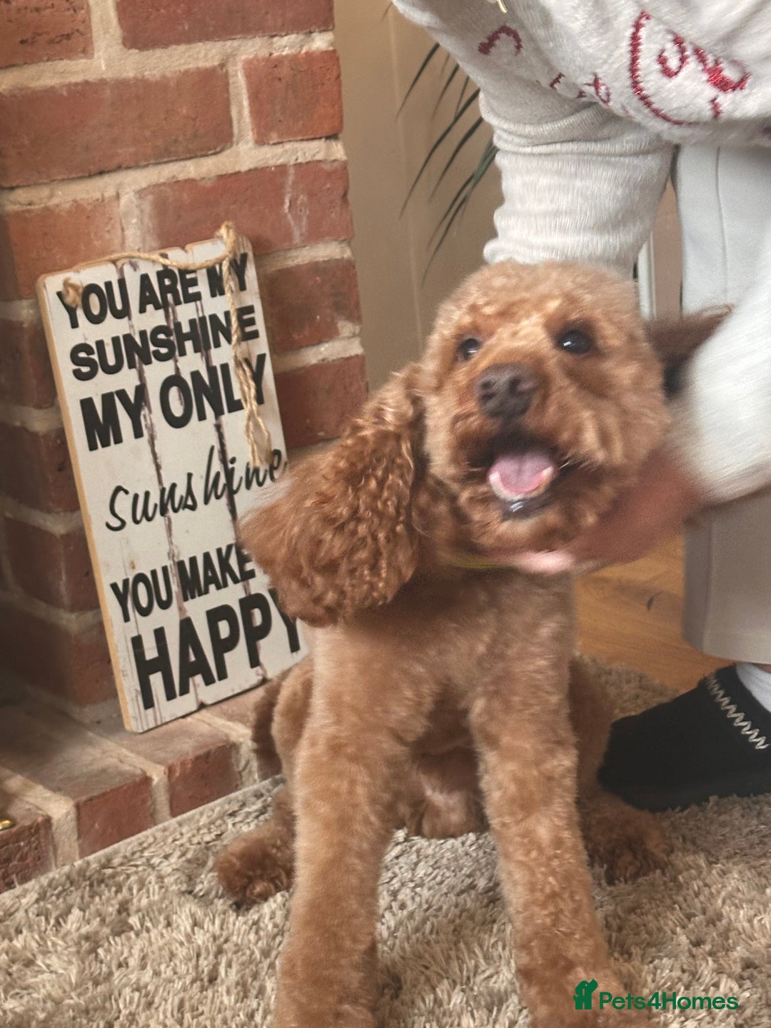 Toy Poodle dogs for stud: Our Little Mylo ready for stud duties ⭐️ - Advert 10