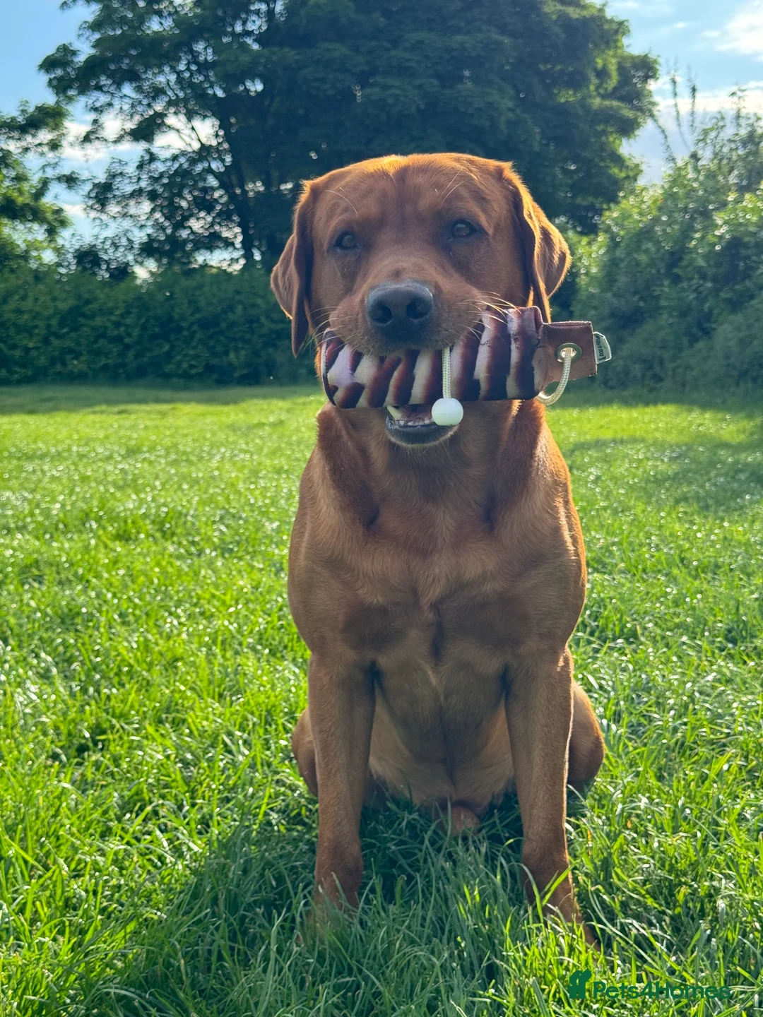 Labrador Retriever dogs for stud: PROVEN & FULLY HEALTH TESTED KC Dark Fox Red Stud  in York - Advert 27