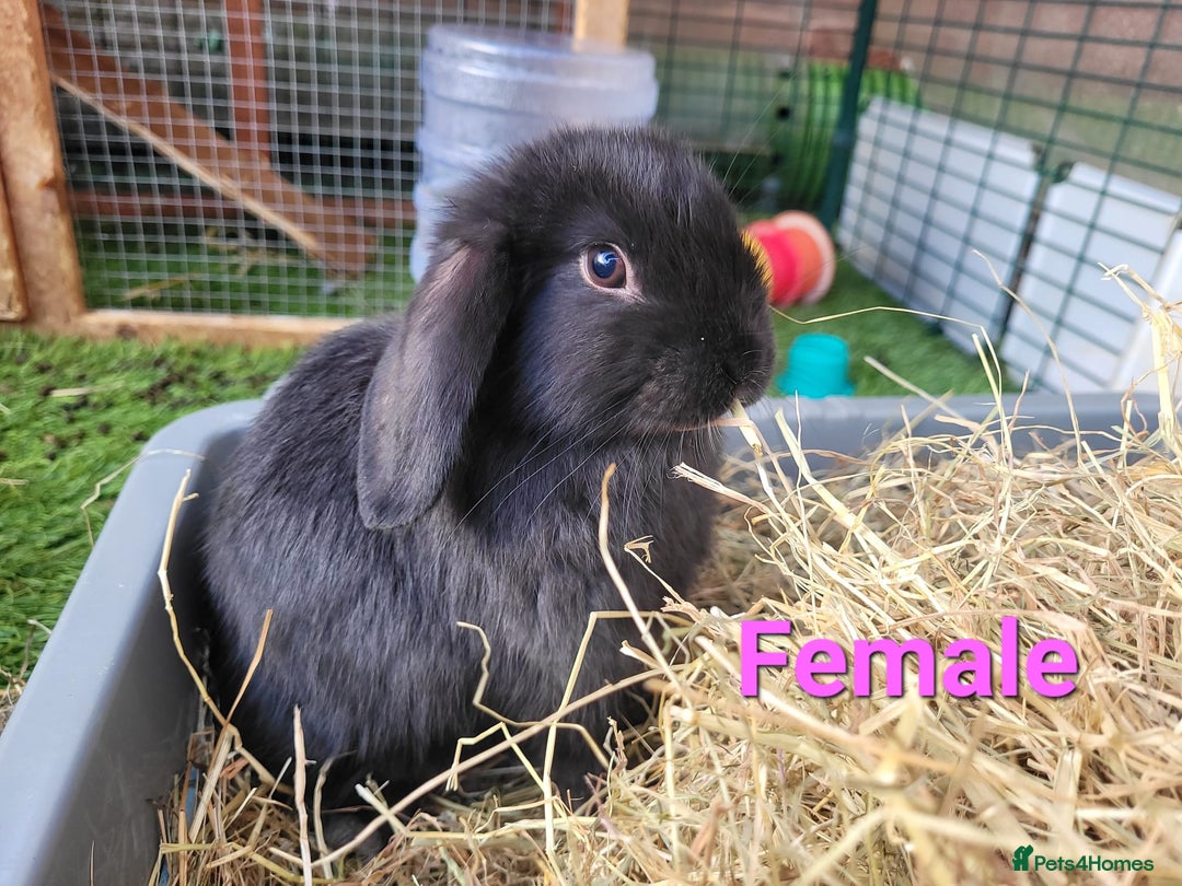 Mini Lop rabbits for sale: Beautiful Mini Lops - READY TO LEAVE - Image 8