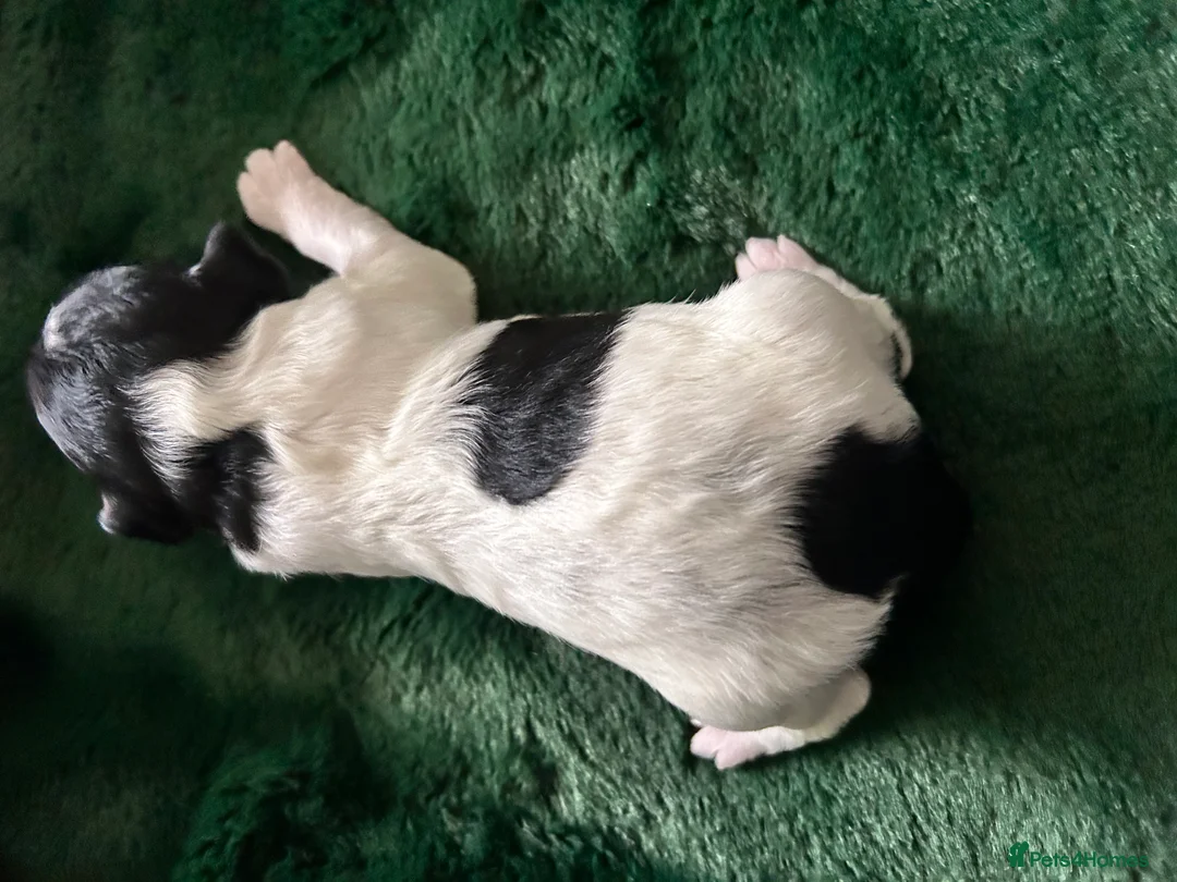 Mixed Breed dogs for sale: STUNNING SHIHPOO X SPROODLE PUPPIES in Sutton Coldfield - Advert 2