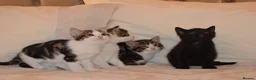 Mixed Breed cats for sale: 4 Beautiful Gentle Kittens for Sale - Advert 4