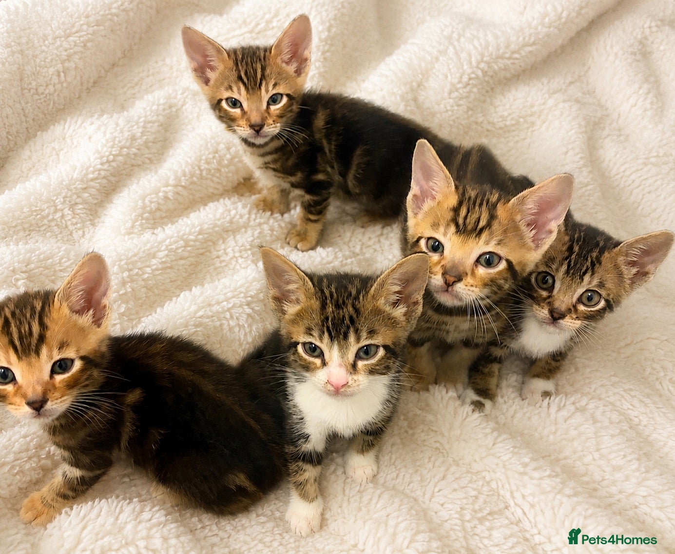 Bengal cats Bengal Tabby Mixed Breed Kittens - Advert 13