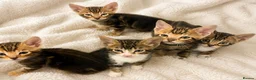 Bengal cats for sale: Bengal Tabby Mixed Breed Kittens - Advert 1