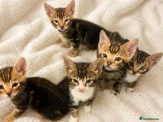 Bengal cats Bengal Tabby Mixed Breed Kittens - Advert 2