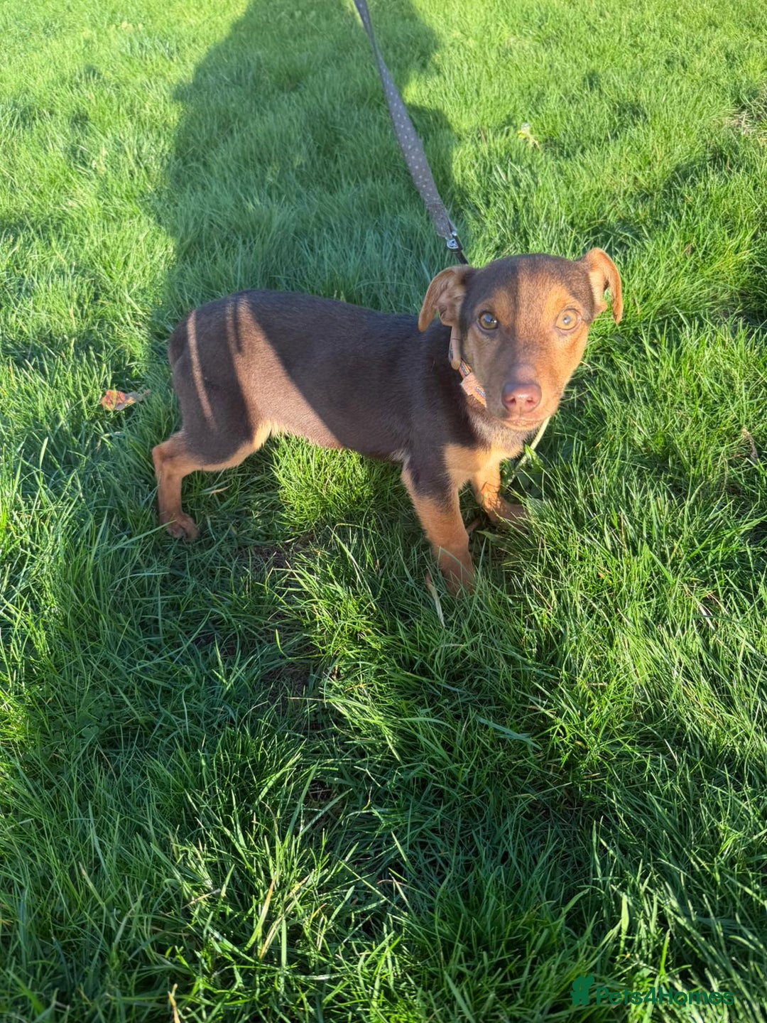 Jack Russell dogs for sale: Jack Russel  - Advert 4