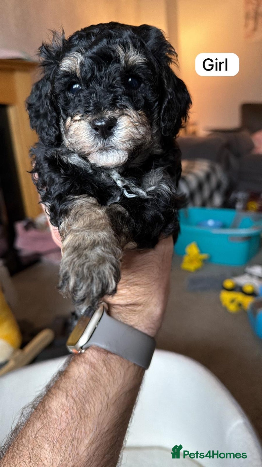 Poochon dogs for sale: Gorgeous Poochon puppies 2 girls 3 boys - Advert 13