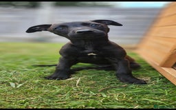 Lurcher dogs for sale: Deerhound Greyhound x deerhound Greyhound f1 - Image 19