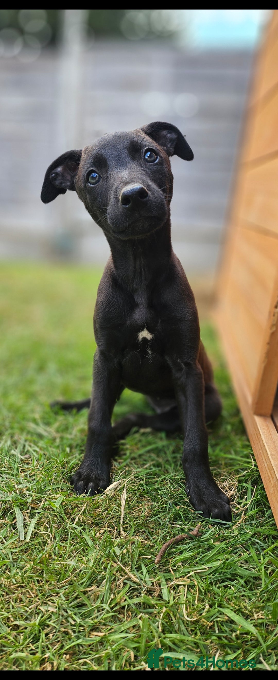 Lurcher dogs for sale: Deerhound Greyhound x deerhound Greyhound f1 - Image 19