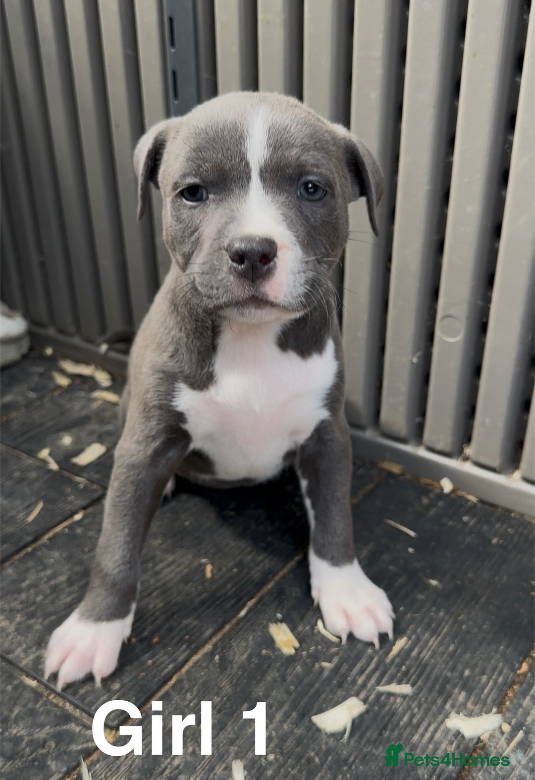 Staffordshire Bull Terrier dogs for sale: Stunning litter of Staffs - Image 8