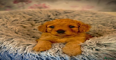 Mixed Breed dogs - Advert 9