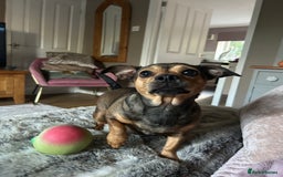 Jack Russell dogs for sale: Jack Russell 2 year old bitch - Image 1