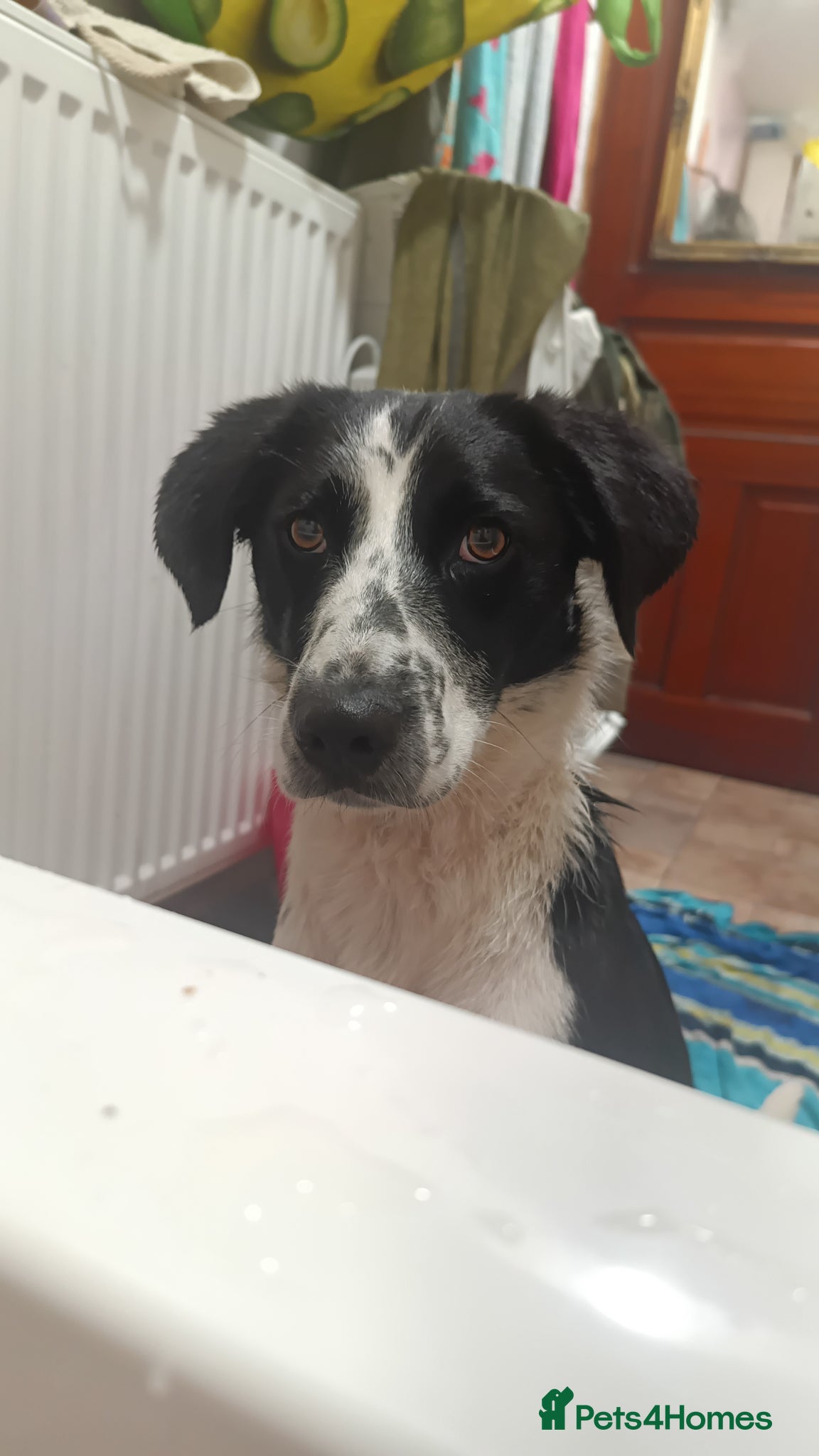 Mixed Breed dogs Poppadom Collie X Spaniel - Advert 3