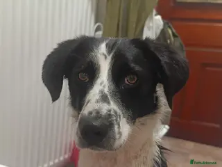 Mixed Breed dogs Poppadom Collie X Spaniel - Advert 3