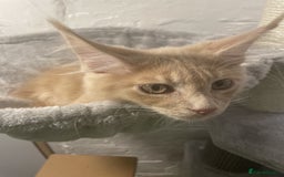 Maine Coon cats for sale: One Beautiful TICA Registered Maine Coon Boy Left! - Image 5