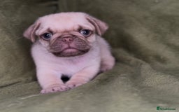 Pug dogs for sale: 3 beautiful pugs looking for there forever home - Image 5