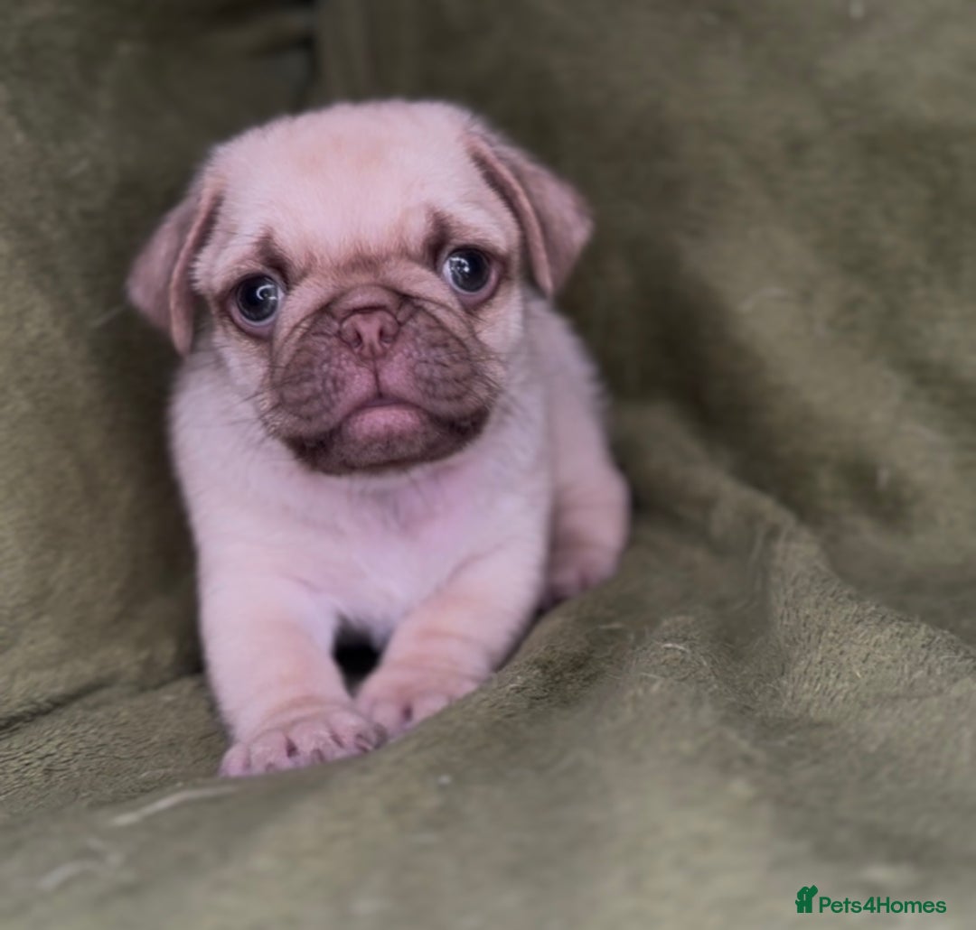 Pug dogs for sale: 3 beautiful pugs looking for there forever home - Image 5