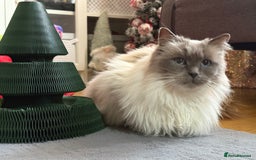 Ragdoll cats for sale: Seal Point Ragdoll Seeking final Retirement Home - Advert 3