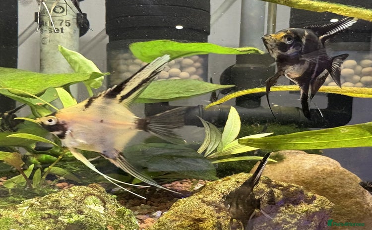 Angelfish fish - Advert 3