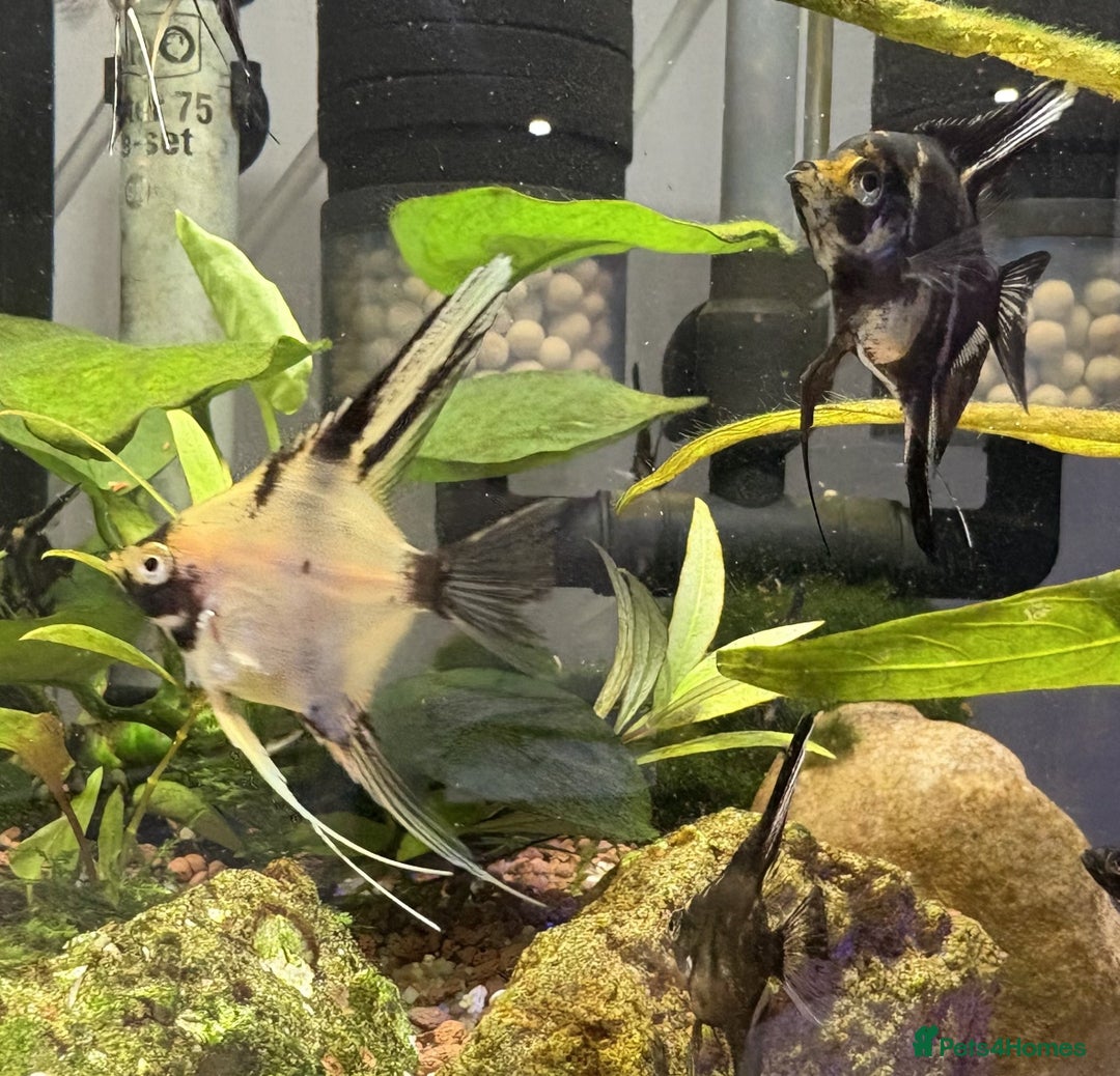 Angelfish fish for sale: Angelfish for Sale in Dagenham - Image 5