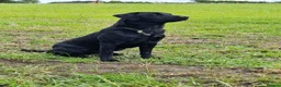 Labrador Retriever dogs for stud: Working labradror gundog for stud - Advert 5