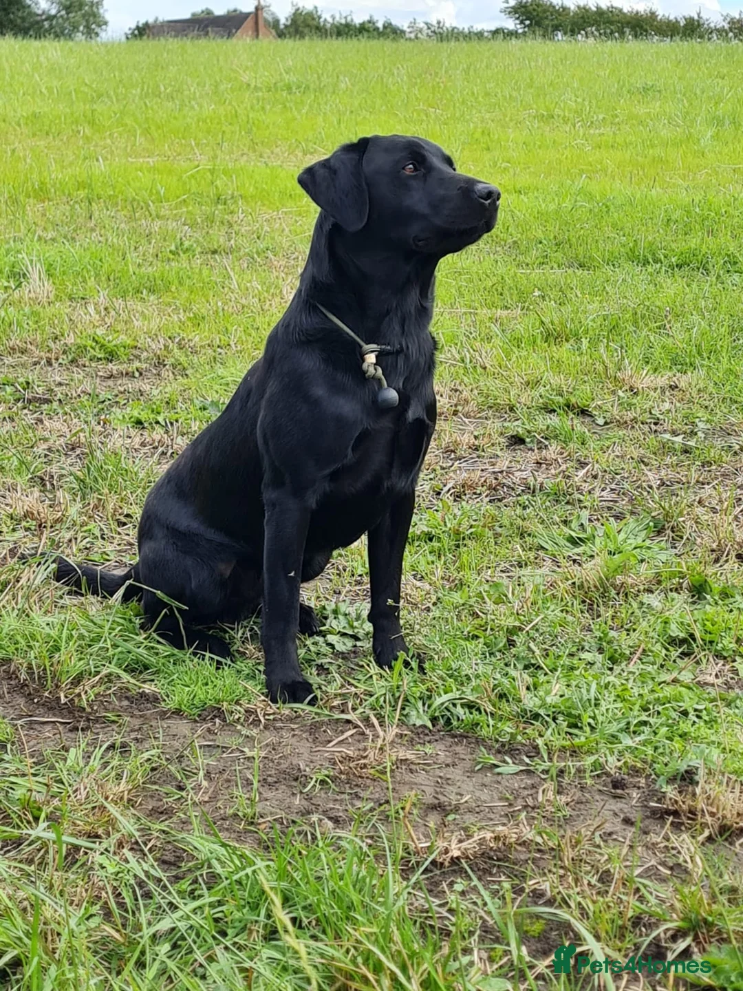Labrador Retriever dogs for stud: Working labradror gundog for stud - Advert 5