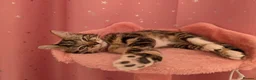 Mixed Breed cats for sale: Gorgeous Tabby Girl  in Liverpool - Advert 6