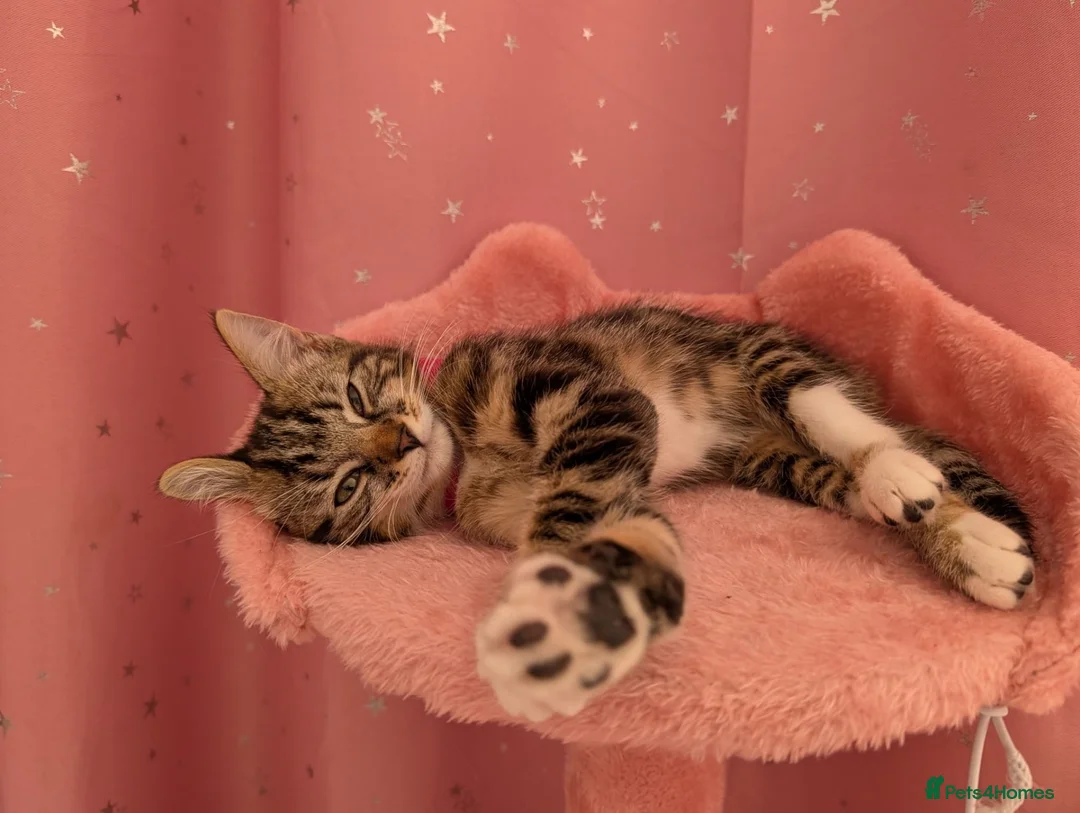 Mixed Breed cats for sale: Gorgeous Tabby Girl  in Liverpool - Advert 6