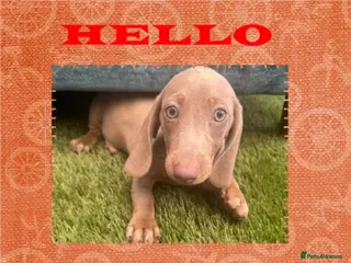 Dachshund dogs 🩷Rare Colour Dachshund Puppy🩷Last Boy Available✨ - Advert 15