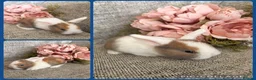 Mini Lop rabbits for sale: Mixed litter of adorable mini lops - Advert 3