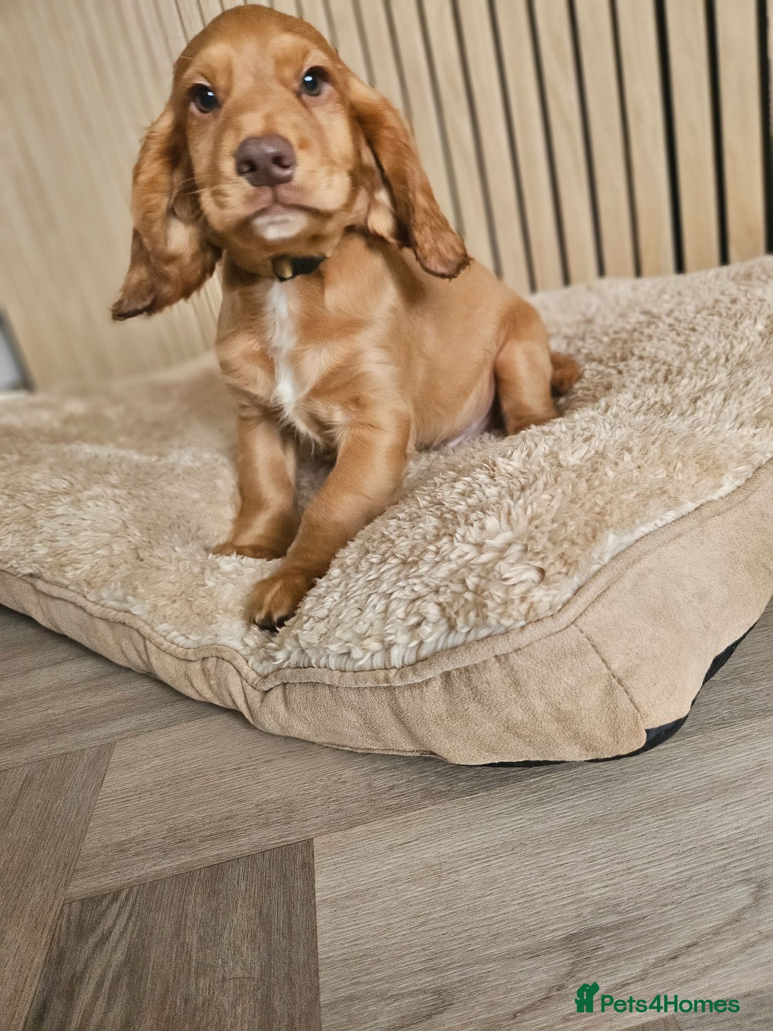 Cocker Spaniel dogs Health tested working cocker spaniels  - Advert 2