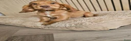 Cocker Spaniel dogs for sale: Health tested working cocker spaniels  - Advert 3